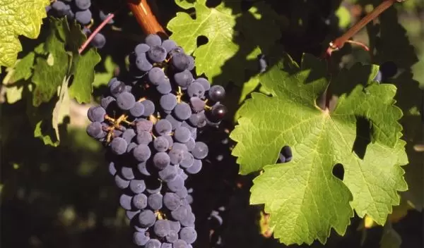 grapes on a vine