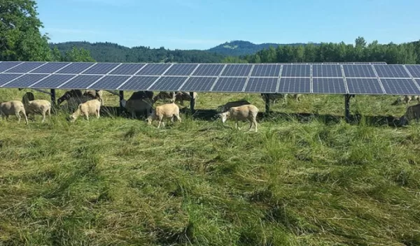 sheep graze under the 35th Street Solar Array