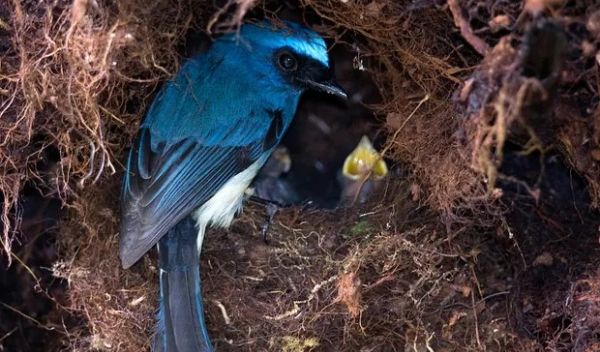 an indigo flycatcher visits its nest