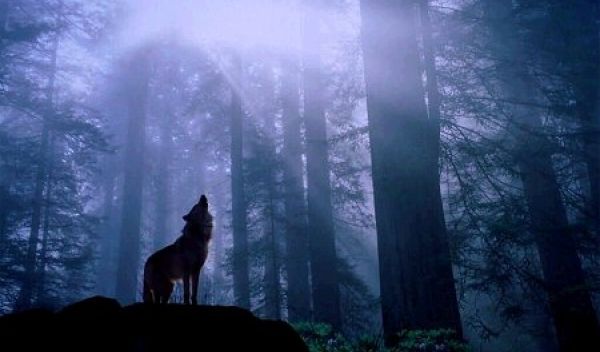 a wolf howling in the forest.