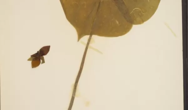 Scientists study DNA preserved in herbarium specimens like this red trillium.