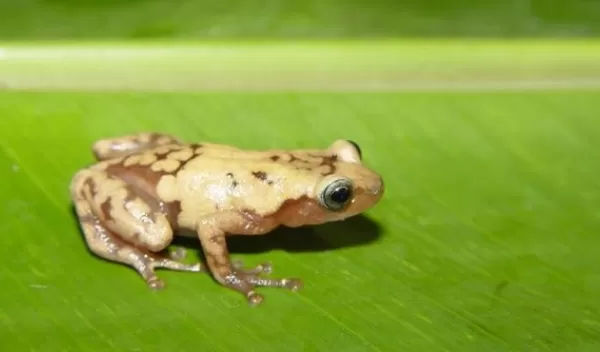 giant tree frog from Madagascar