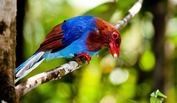 a blue magpie