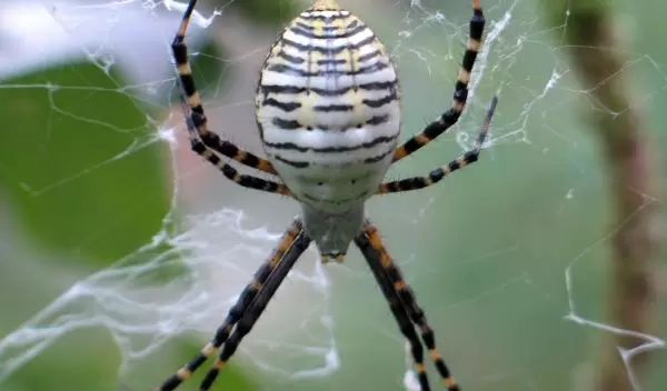 Photo of a banded garden spider waiting for prey to become entangled in its web.