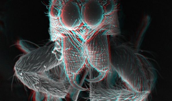 A jumping spiderâs fangs in 3D