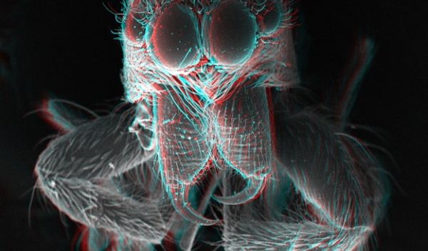 A jumping spiderâs fangs in 3D