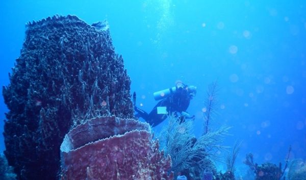 Red barrel sponges