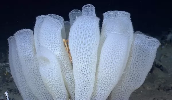 Marine sponges inspire the next generation of skyscrapers and bridges NSF National Science Foundation