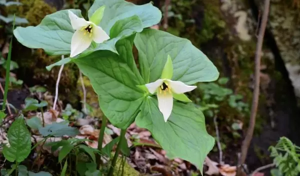 Trillium erectum