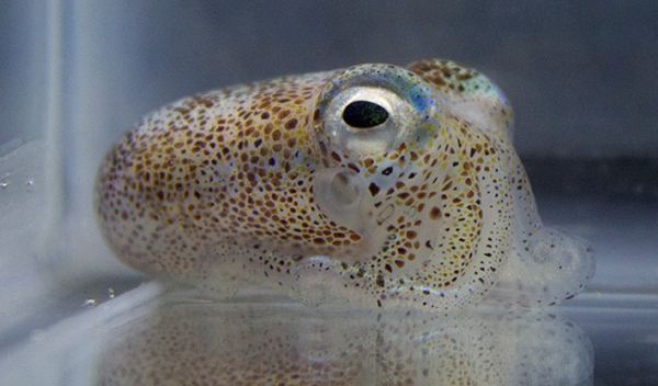 adult Hawaiian bobtail squid