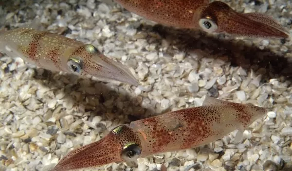 Doryteuthis pealeii, often called the Woods Hole squid