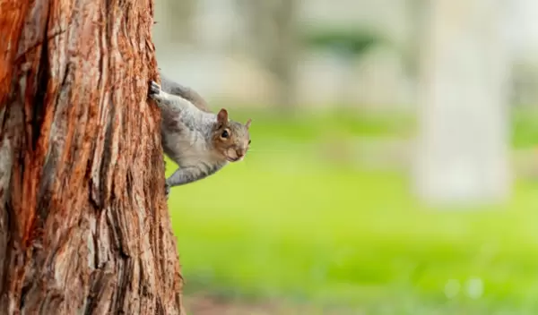 squirrel on a tree