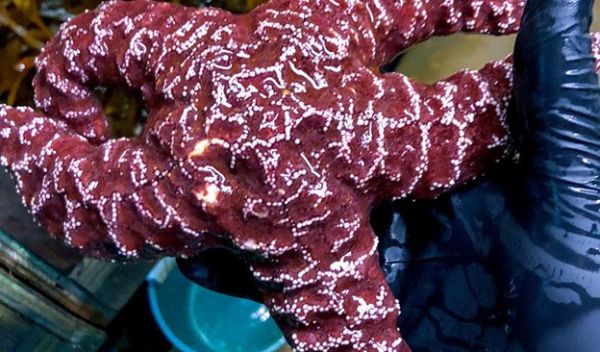 a healthy starfish