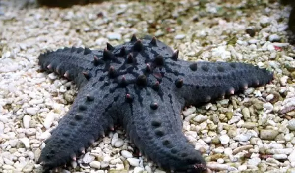 a starfish