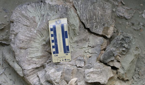 A well-preserved piece of coral in sediments in the Cibao Valley, Dominican Republic.