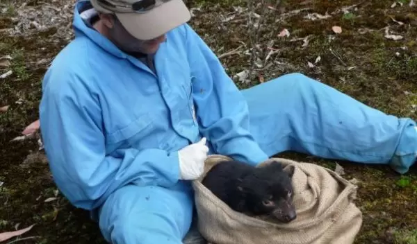 Scientist Andrew Storfer checking a Tasmanian devil for tumor facial disease.
