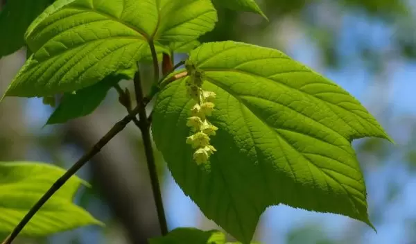 striped maple tree leaves and flowers
