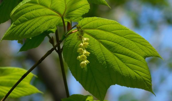 striped maple tree leaves and flowers