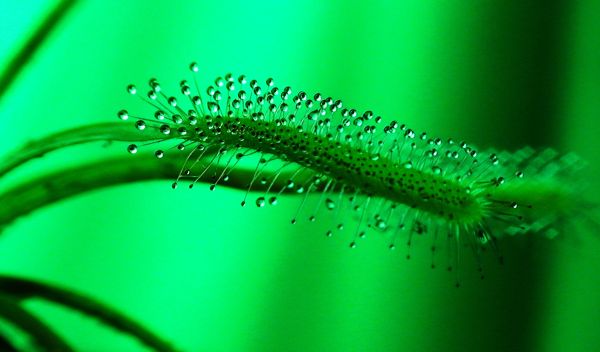 a sundw leaf showing tentacles that secrete a powerful adhesive.