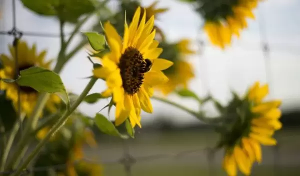 Sunflowers at UGArden