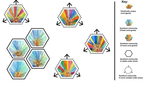relationship between dinoflagellate symbiont diversity and coral host tolerance to climate stress