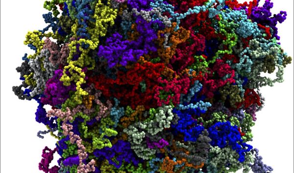 coarse-grained model of a biological condensate