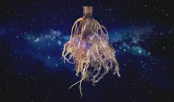 Composite artwork of a photograph and a reconstructed 3D model of the same maize root.