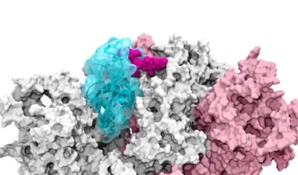 Supercomputing-driven simulations depict the glycan N343 (magenta) acting as a molecular crowbar.