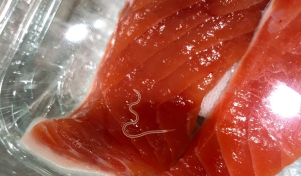 an Anisakis worm in a filet of salmon