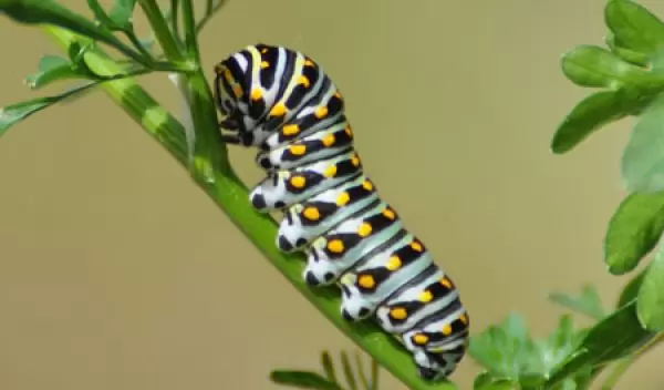 Photo of an Anise Swallowtail larva.