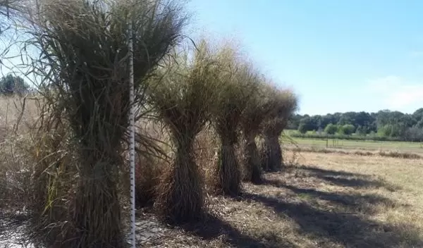 lowland switchgrass