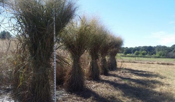 lowland switchgrass
