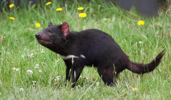 Tasmanian devil