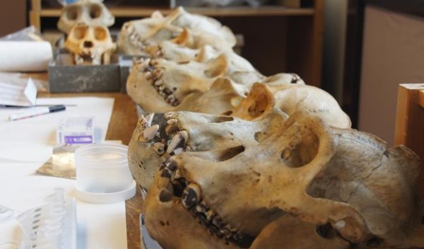 gorilla specimen, showing dental deposits