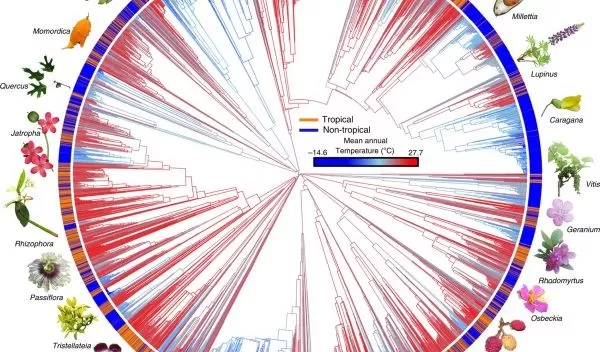 rosid phylogeny, a map of the group's evolutionary relationships