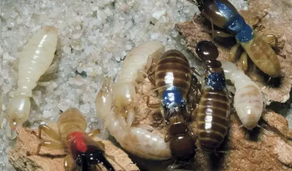 Photo of worker termites protected by a soldier.