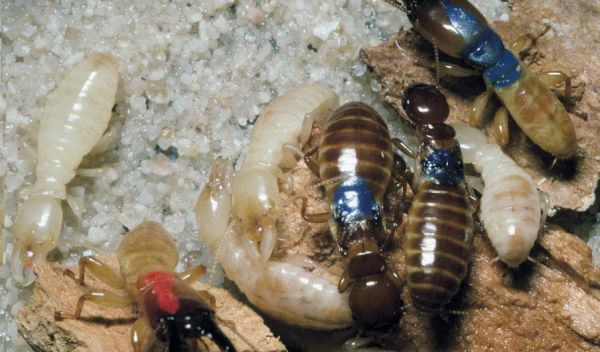 Photo of worker termites protected by a soldier.