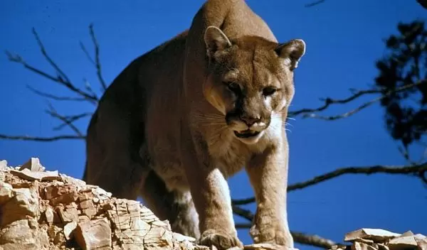 a puma