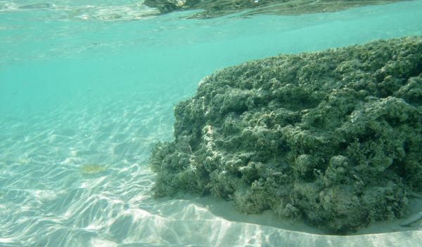 Photo of a microbial community known as a thrombolite.