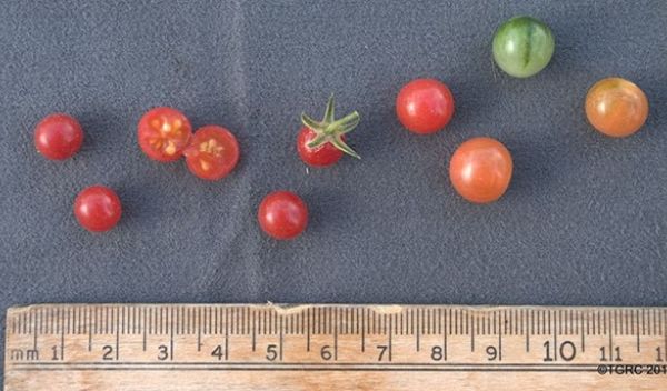 the fruits of Solanum pimpinellifolium
