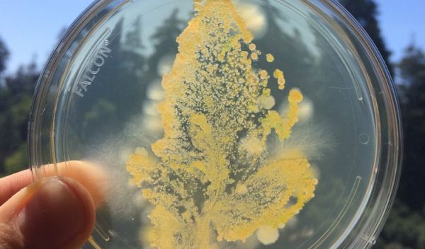plate of agar stamped with the leaf of a greenhouse-grown tomato plant