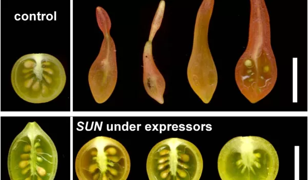 Diagram showing the key role the SUN gene plays in fruit shape.