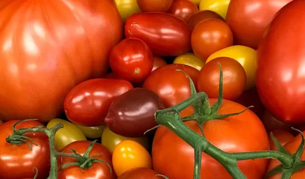 variety of tomatoes