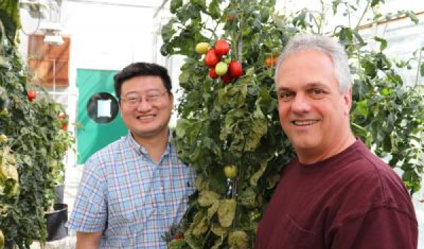 researchers standing with a tomato plant