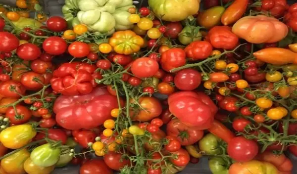 sample of the wild, intermediate and cultivated tomatoes