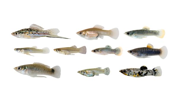 fish lineages