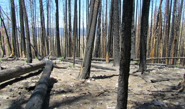 Burned tress at NSF's Jemez River Basin CZO and the Valles Caldera National Preserve.
