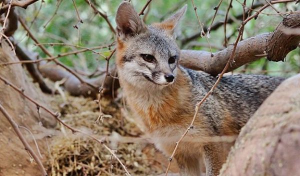 gray fox