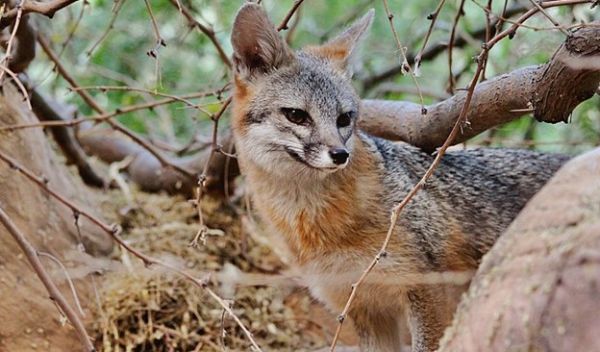 gray fox animal