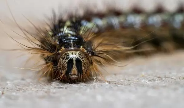 Study reveals threshold of reserves necessary for trees to survive insect defoliation.